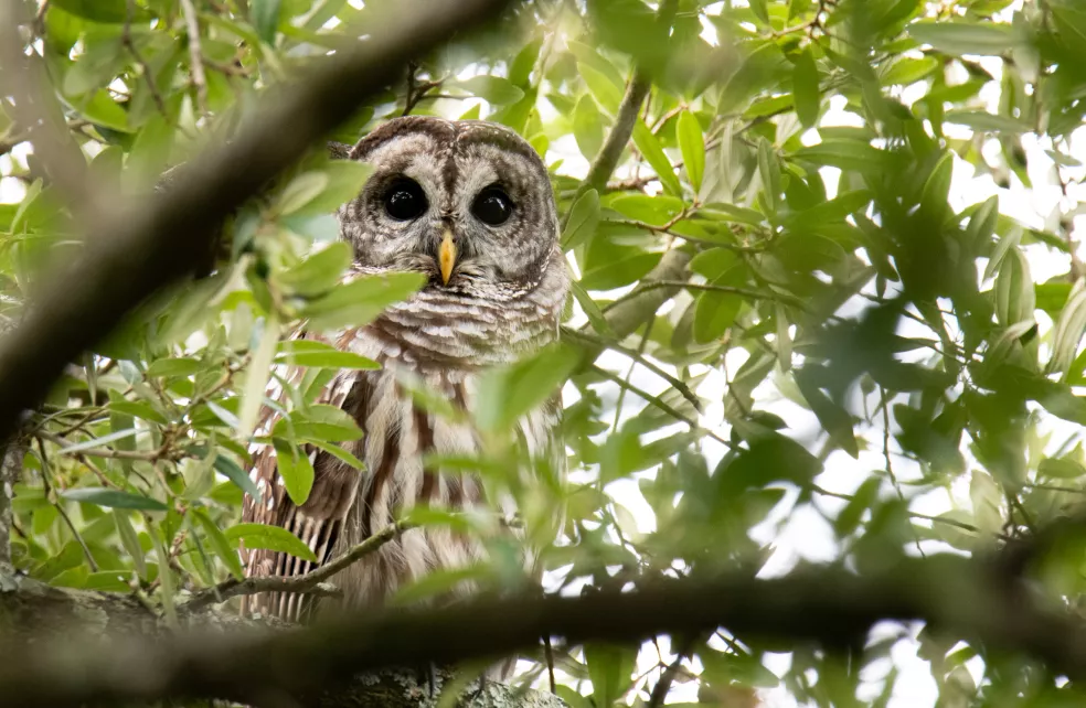 Barred Owl in a tree